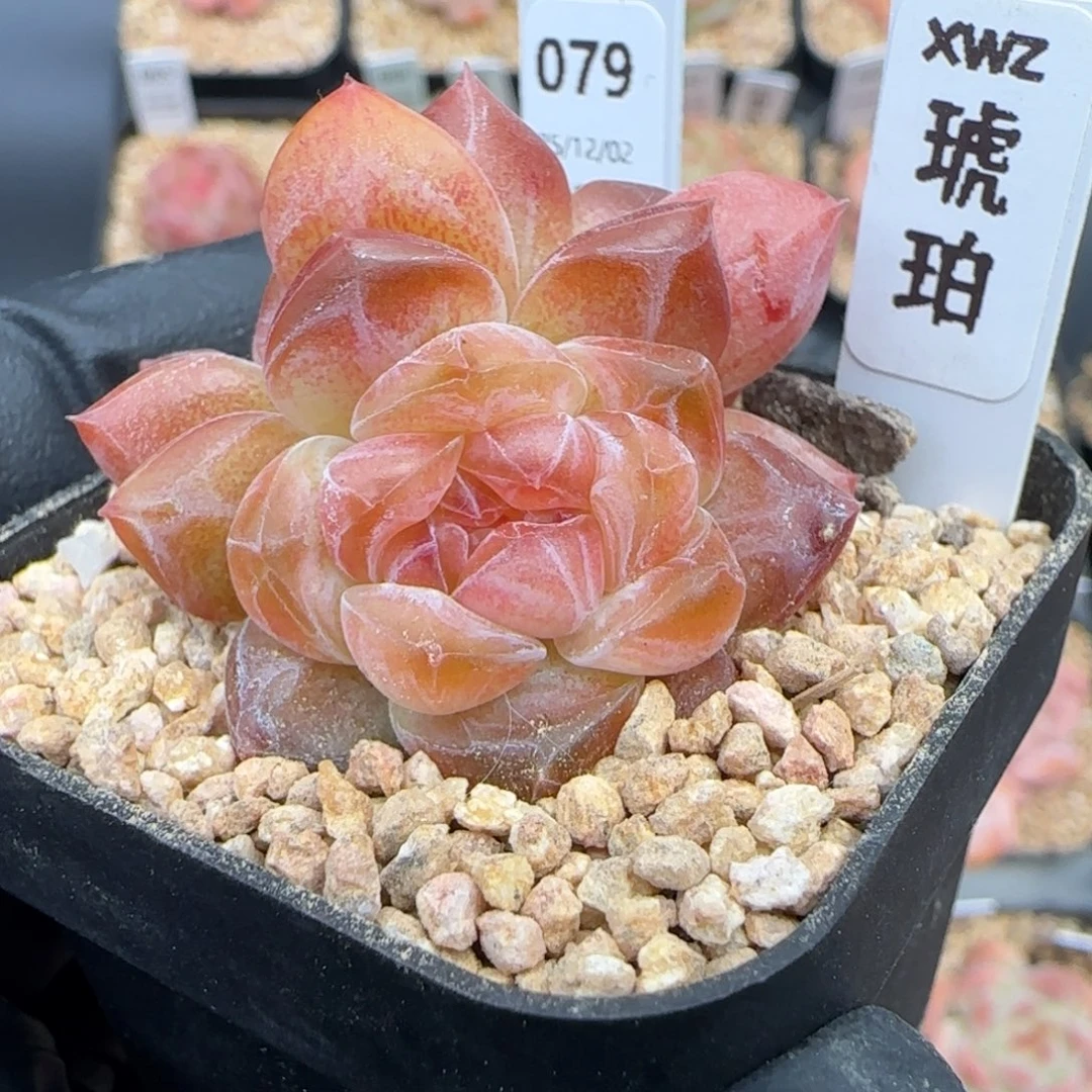 079  琥珀   5厘米盆