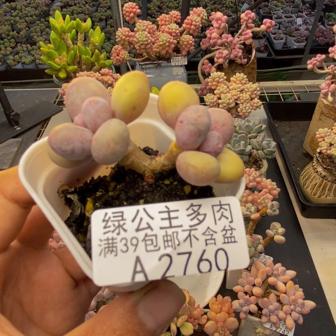 760糖豆奶多肉4c m