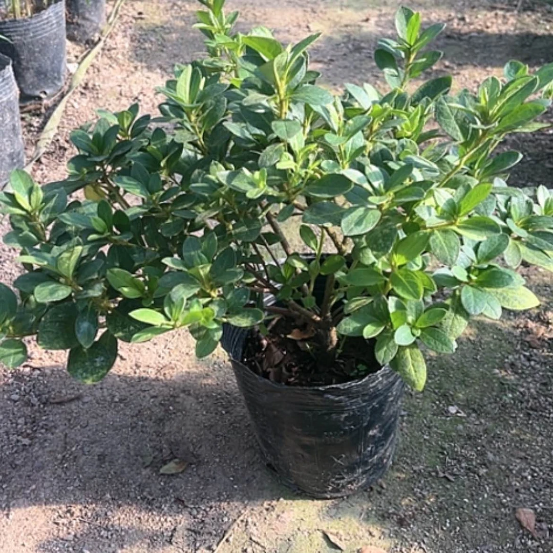 【闪购商品】完全开放五宝珠一物一拍