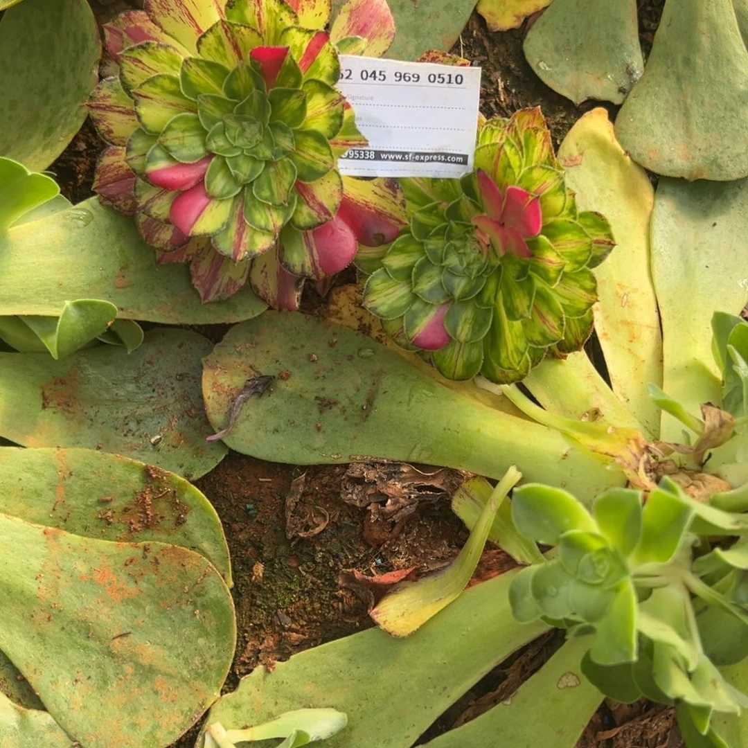 卢*精品多肉植物0510