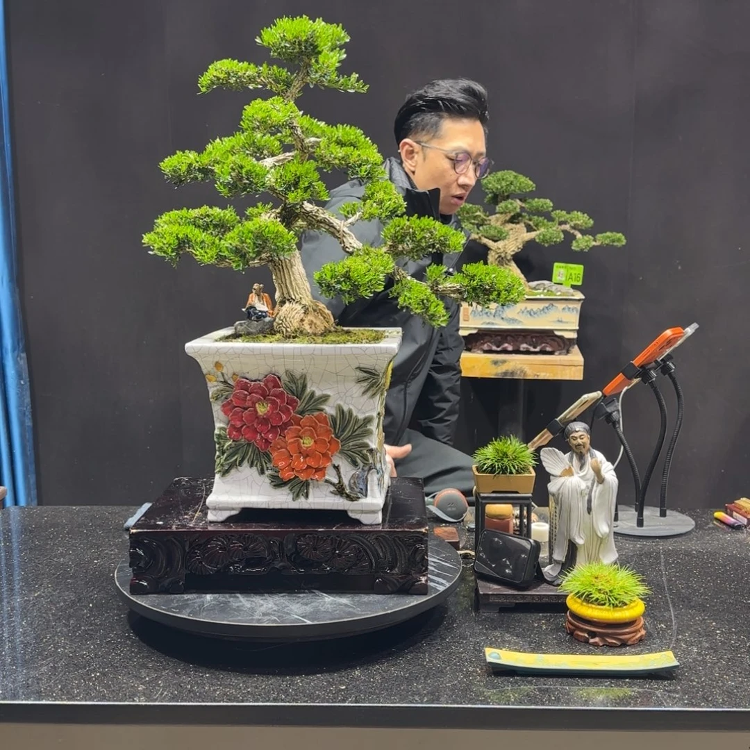 以实际为准黄杨室内室外盆景艺术