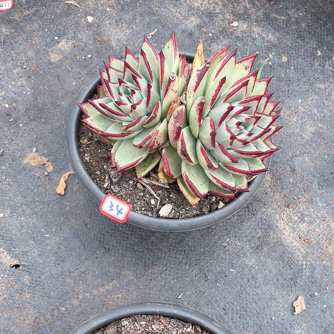 34乌木 一物一拍多肉