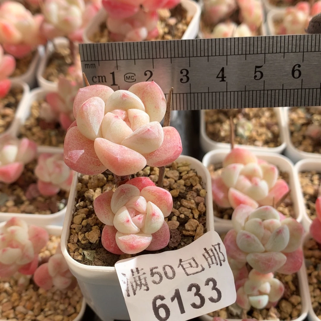 6133。小腿樱花冰玉双头。