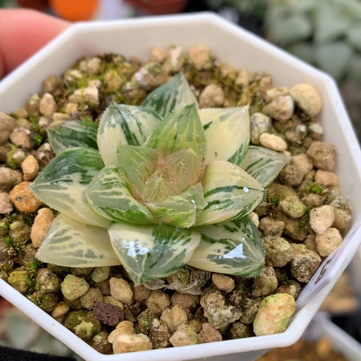 赤富士寿锦，带盆发货