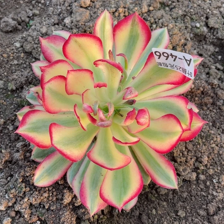 466孔雀翎变异多肉12345678