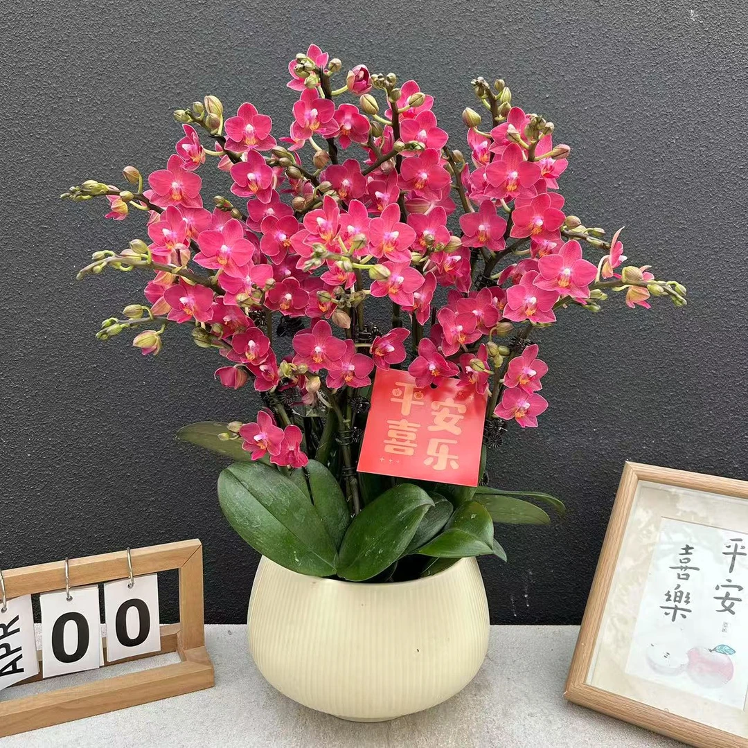 红锦鲤 年宵花热宠  精美艺术组盆蝴蝶兰室内盆栽花卉