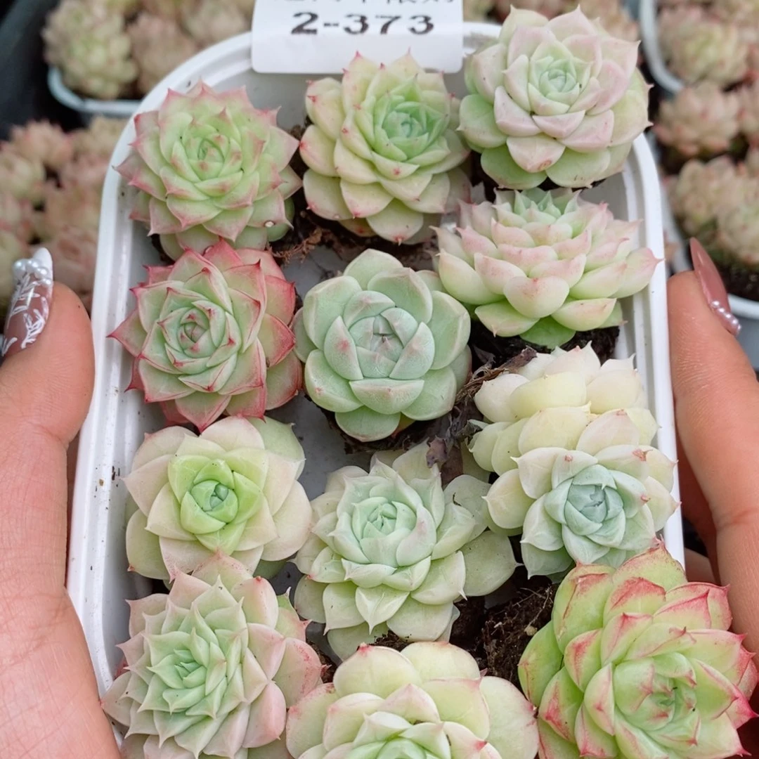 2-373 新疆西藏内蒙不发其他一单包邮两到三公分多肉