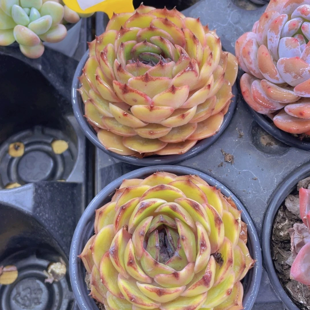 629号 紫心黄金昂斯诺单头一个