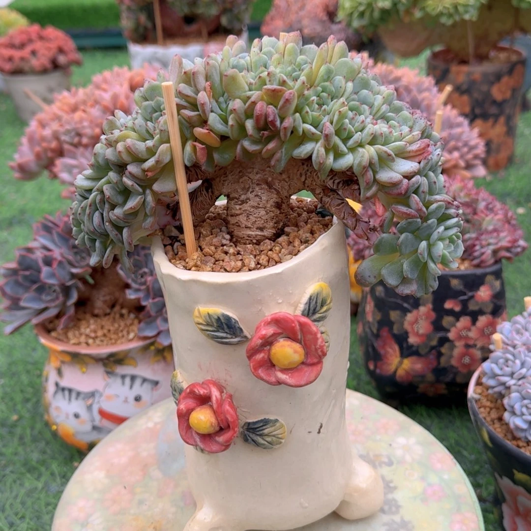 白胖子补腿小树朵朵