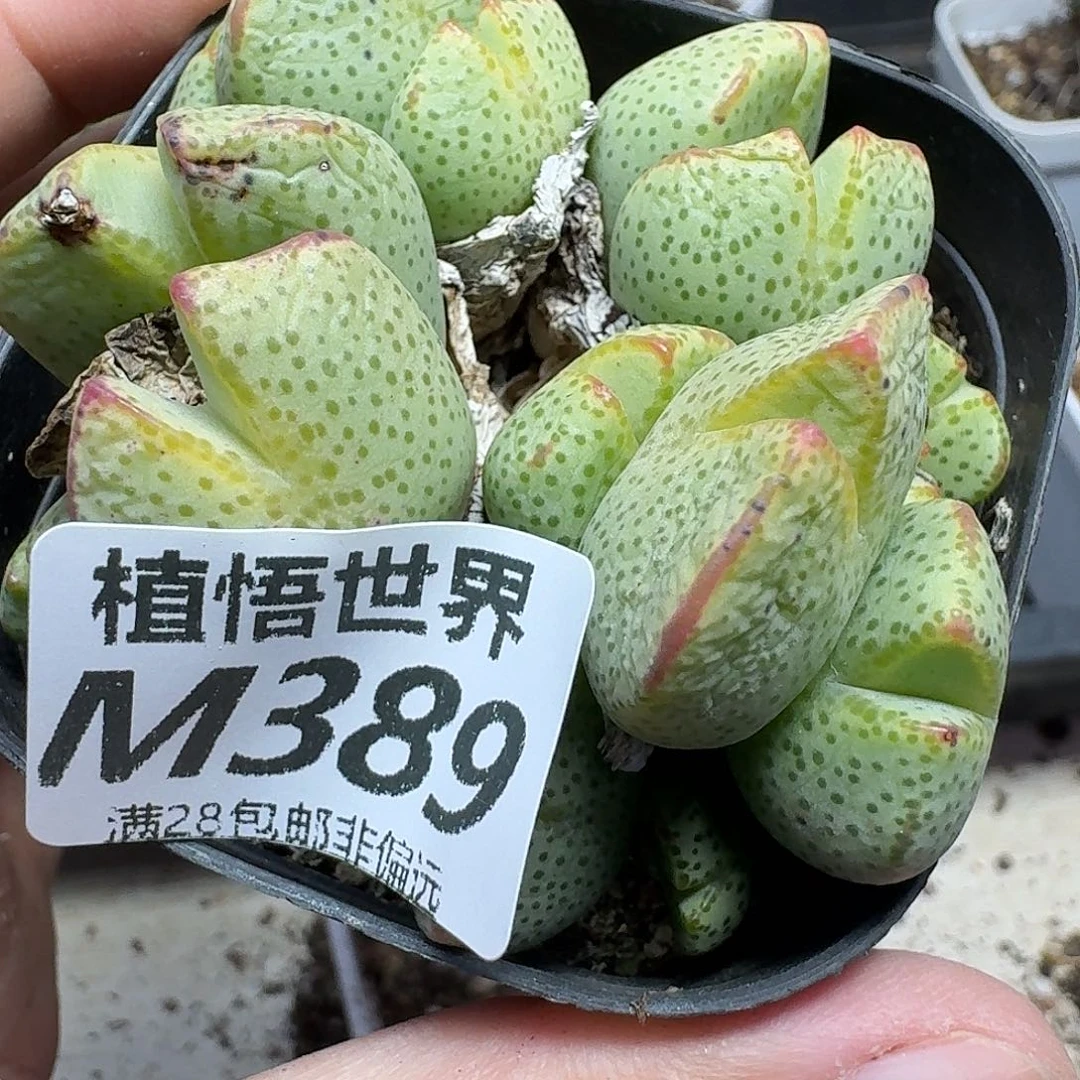 多肉植物的润泽gbnn