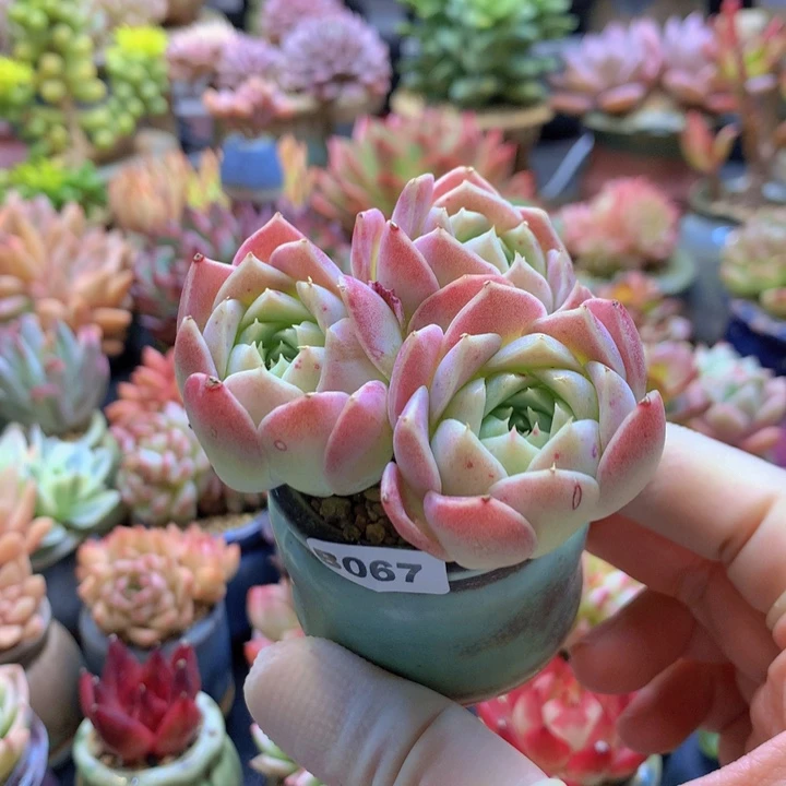 一物一拍含盆土满38包邮B067