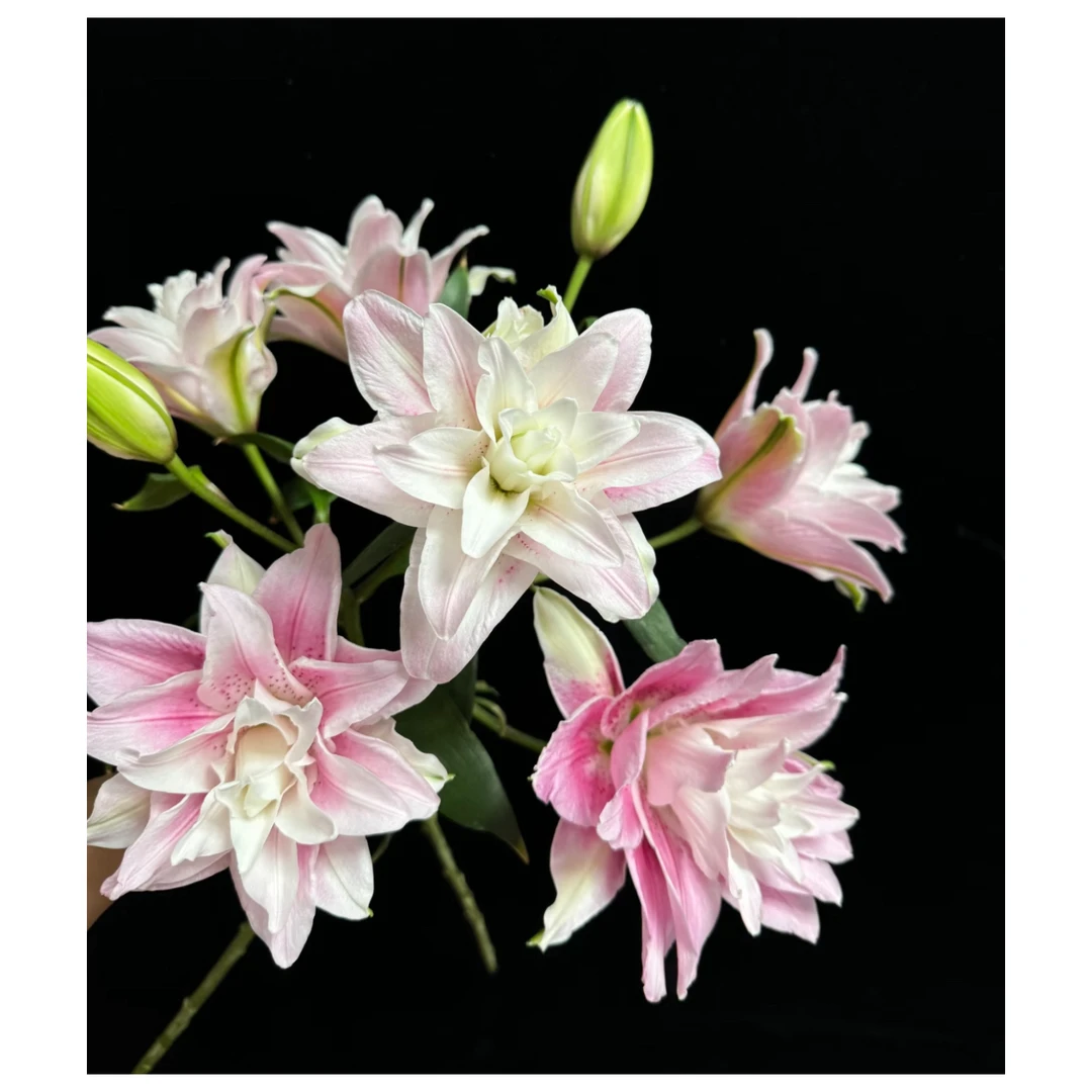 【伊莎贝拉】粉色重瓣香水百合产地直发顺丰包邮（花苞小，好开）