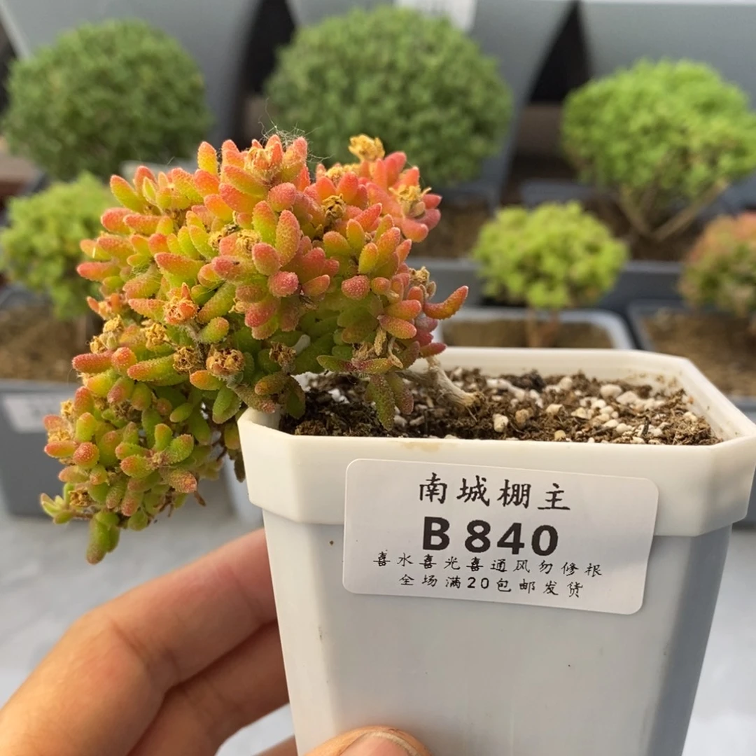 840红麒麟枝干番杏