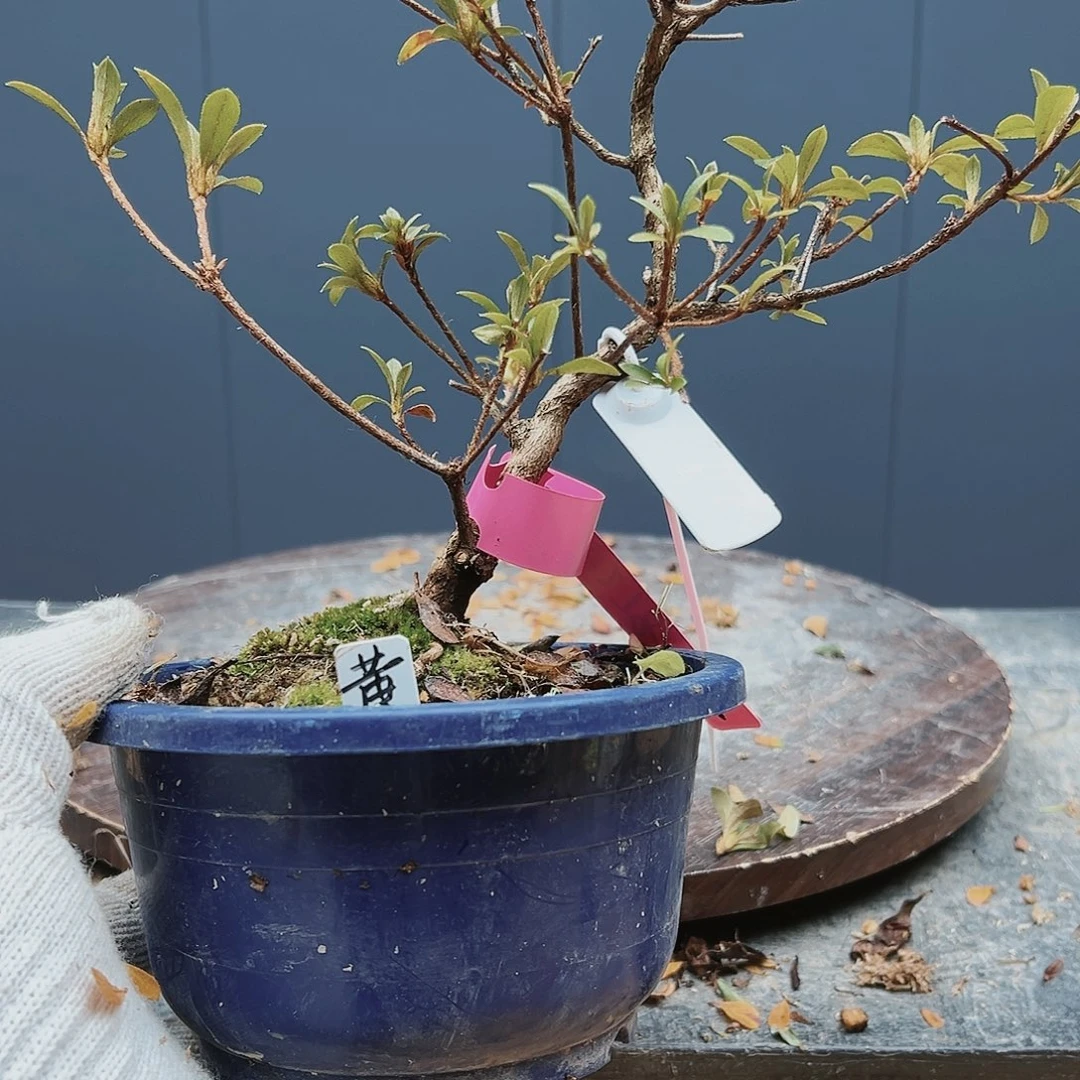 盆景皋月杜鹃5278农**院