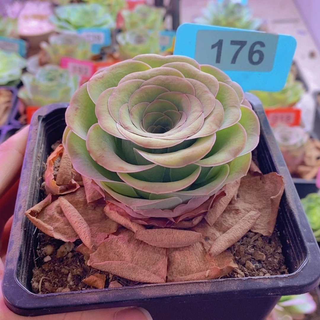 蜕***变山地玫瑰一物一拍176