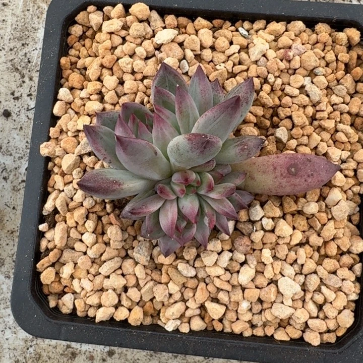 随***看紫镜 美人 群生 一物一拍