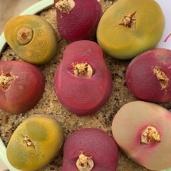 3182母本彩蟠桃一组。