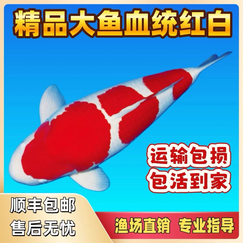 （顺丰包邮）锦鲤观赏鱼红白三色昭和冷水鱼好养耐活渔场直销（包邮）