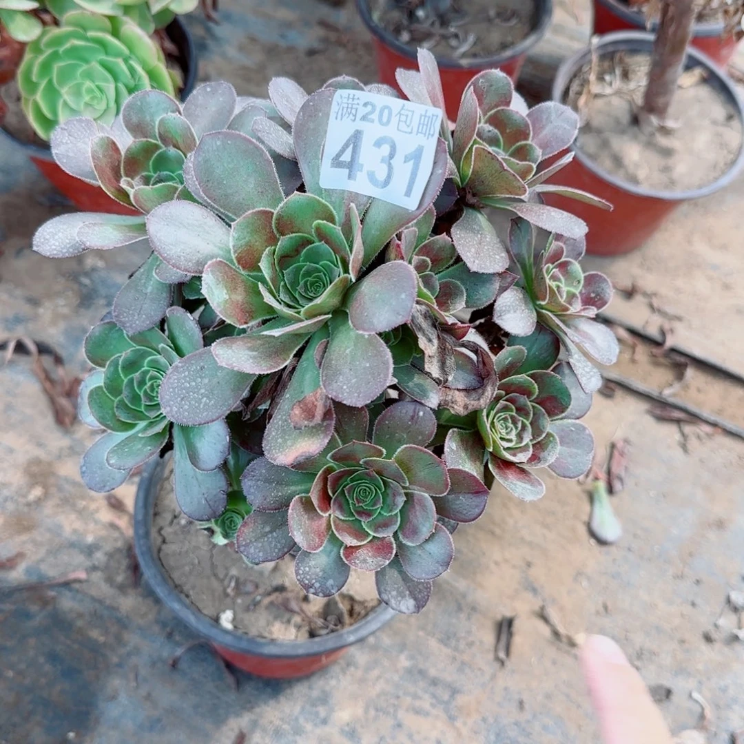 炫彩圆叶431满20包邮断枝不包