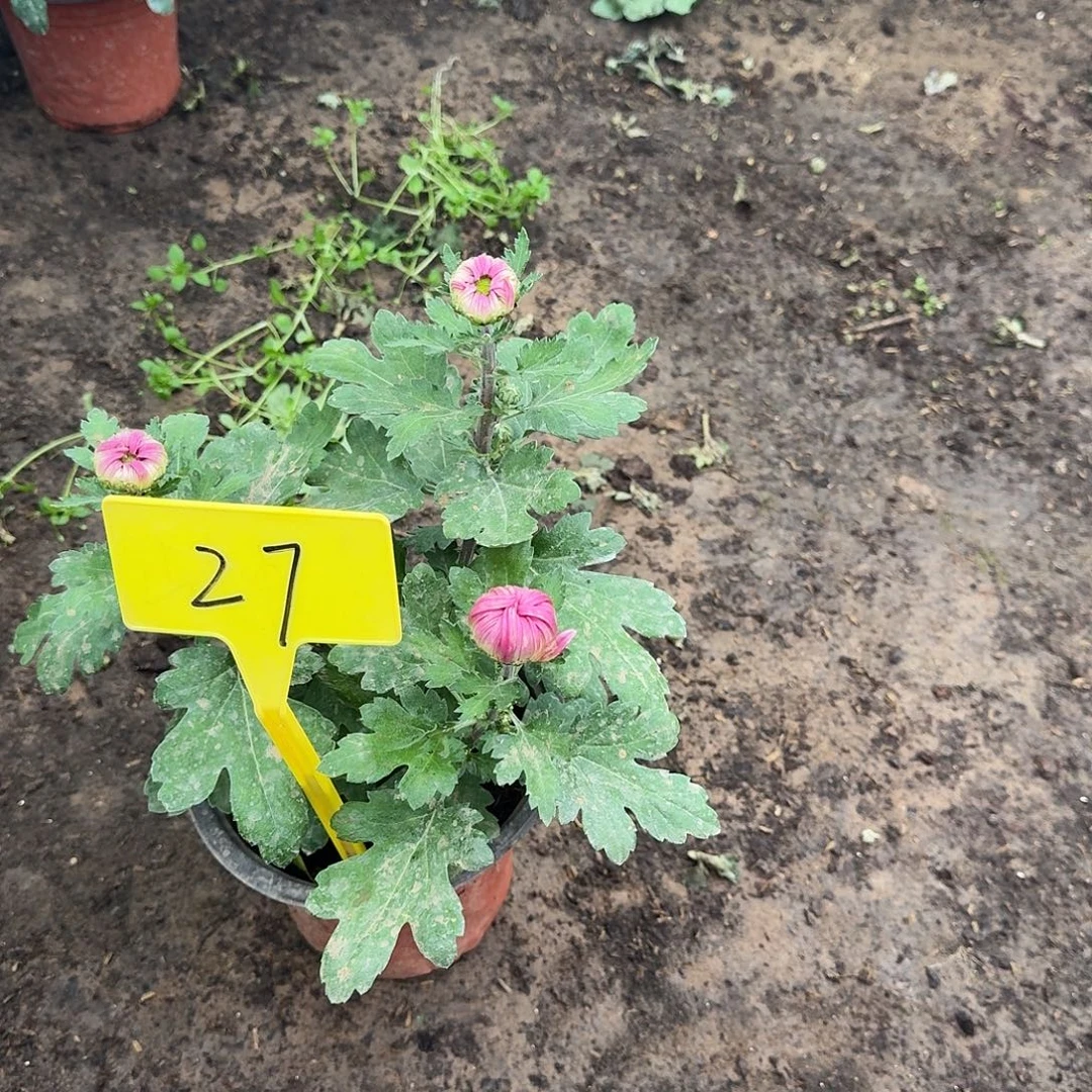 楼***楼大部分花苞少量开放27春潮