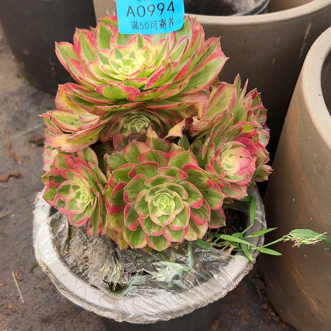 0994多肉植物海王