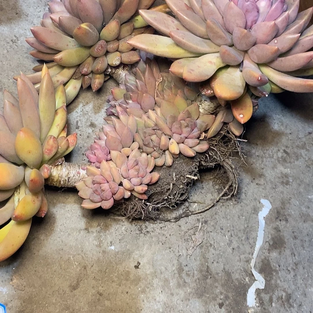 A**牛一物一拍，多肉植物