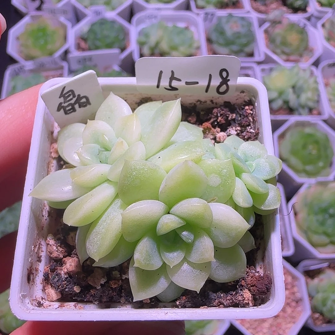 皛皛麦秆三头15-18群生不包整