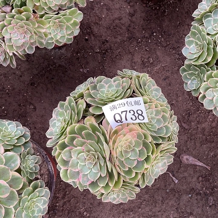 738粉花妖多肉植物