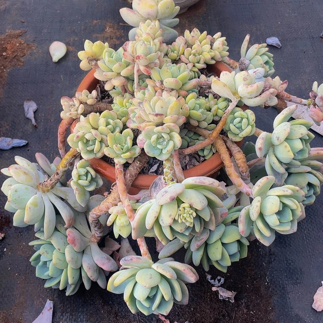 冷香29:8多肉老桩飘枝