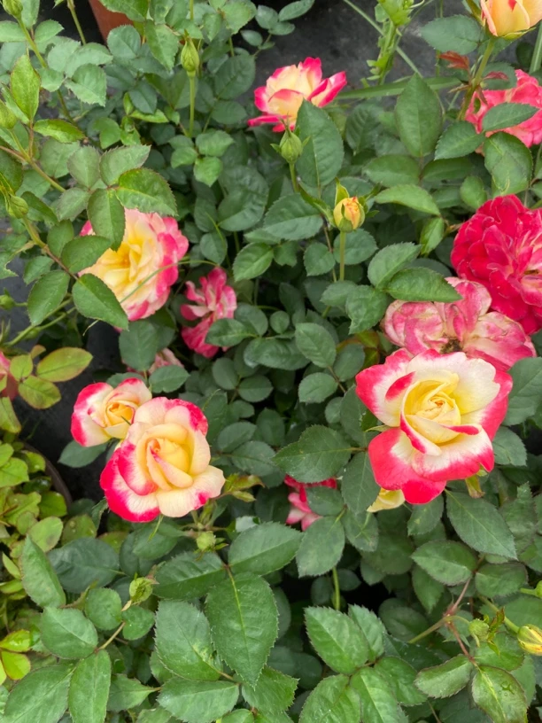 【醉红妆】多颗盆栽月季