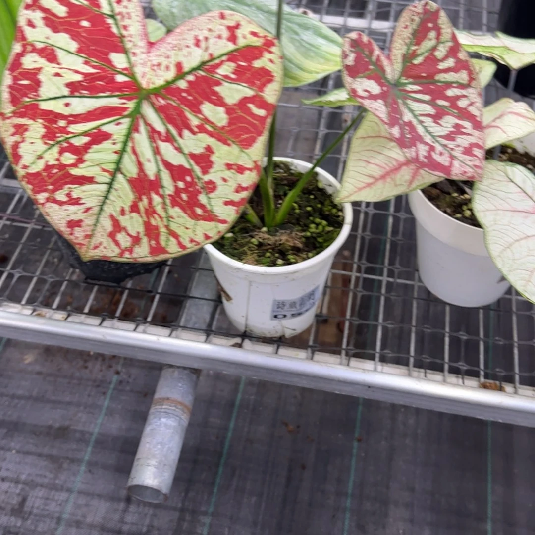 ღ***ღ无花朵059猩红不包售后