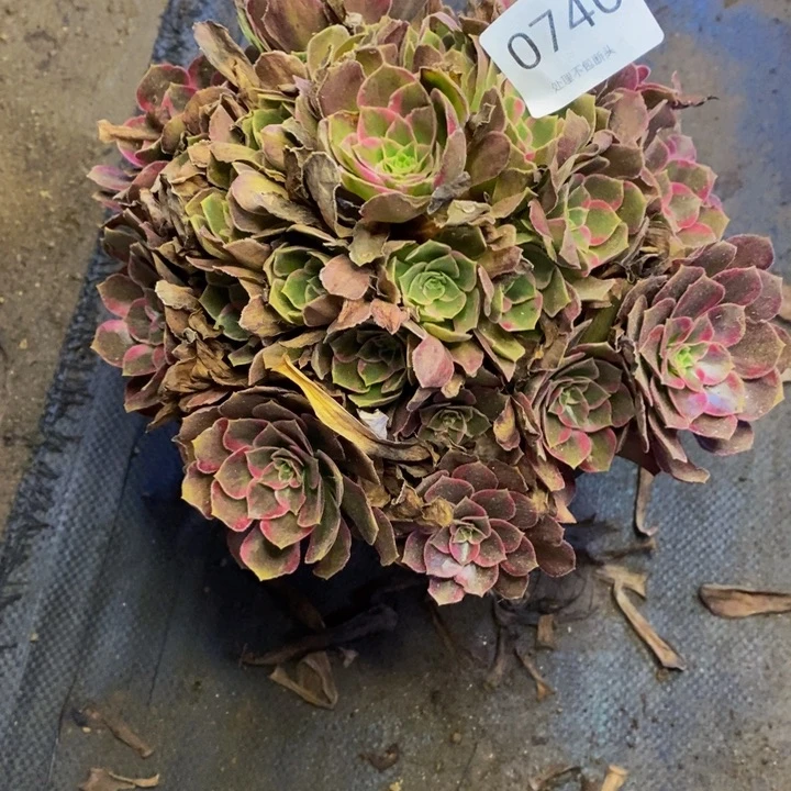 安娜多肉断头不包0740