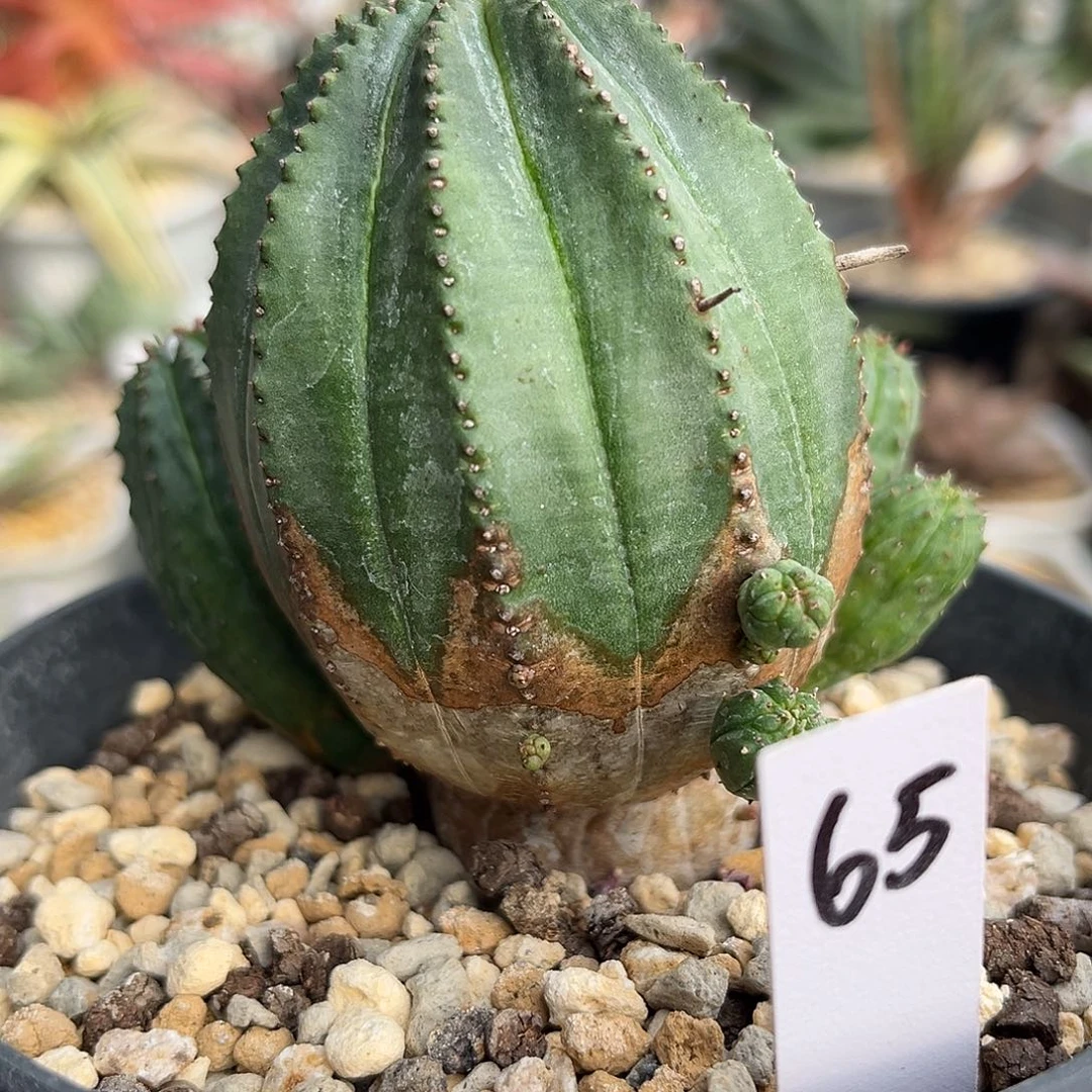 65脱土发货1111111111