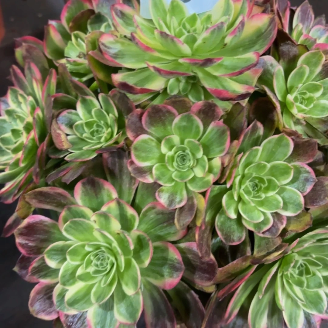 哈哈多肉葡萄福利181