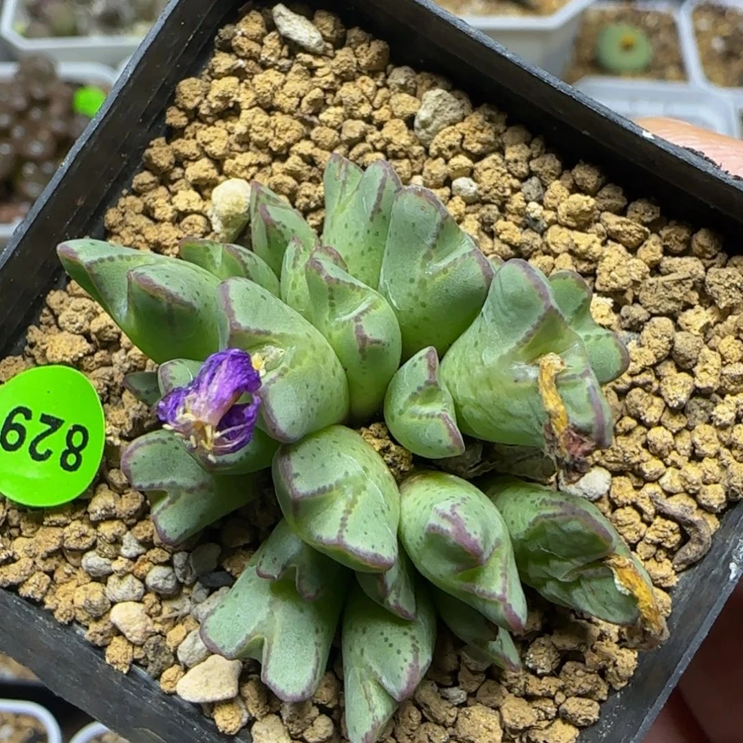 cr1457猪蹄群23头829