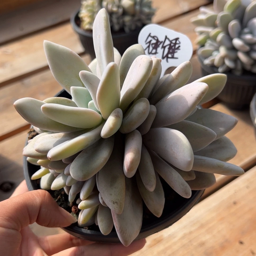 法***衲锤锤拍粉兔群多肉植物寄养