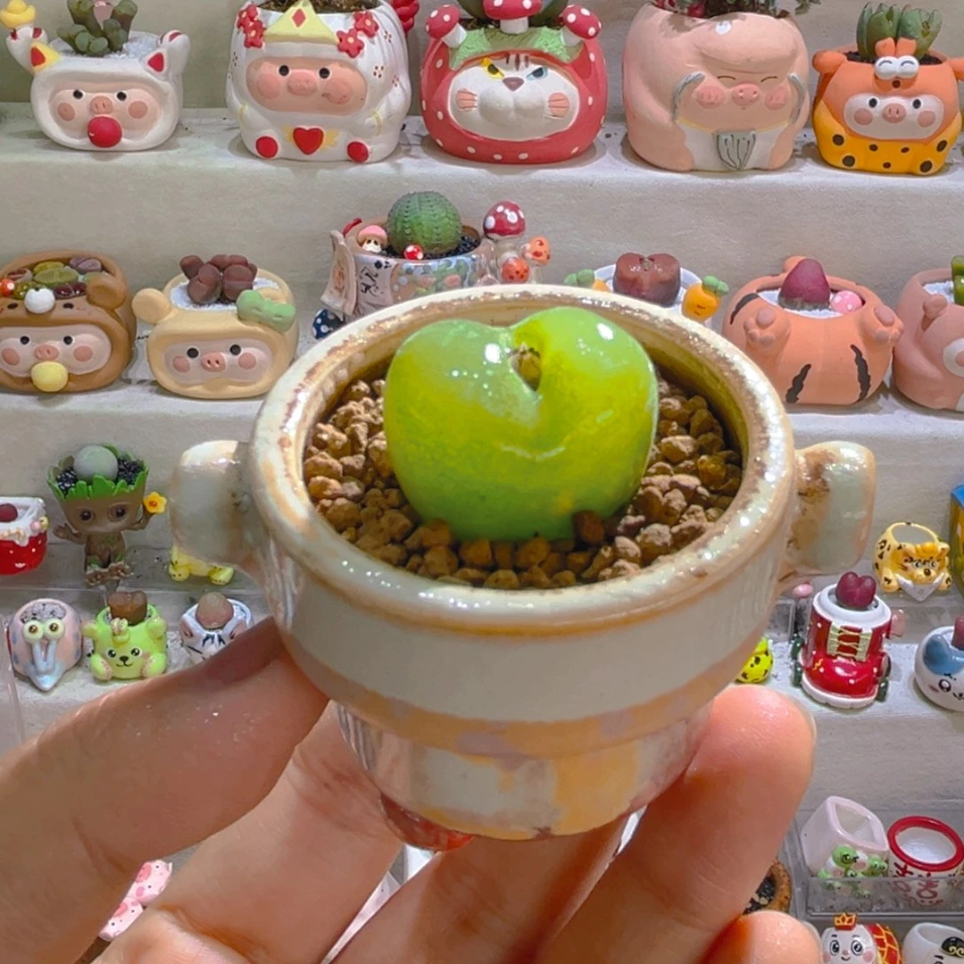 036高端多肉带盆土一套20