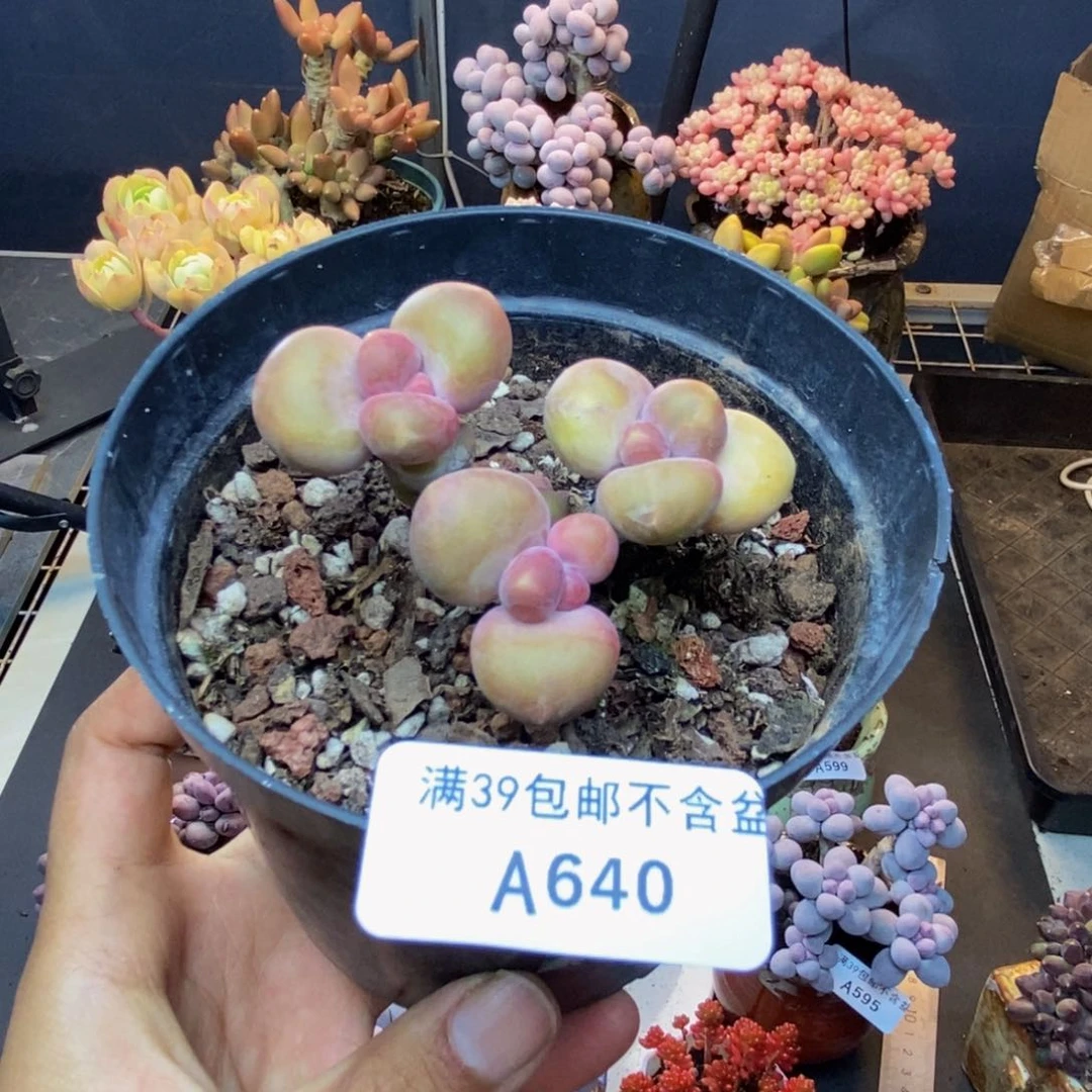 640芒果奶kk奶多肉6c m