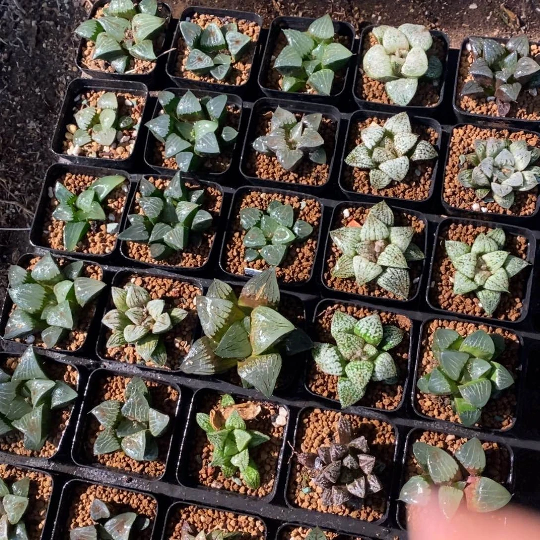 22128 一颗实生高货 整点炸弹福利