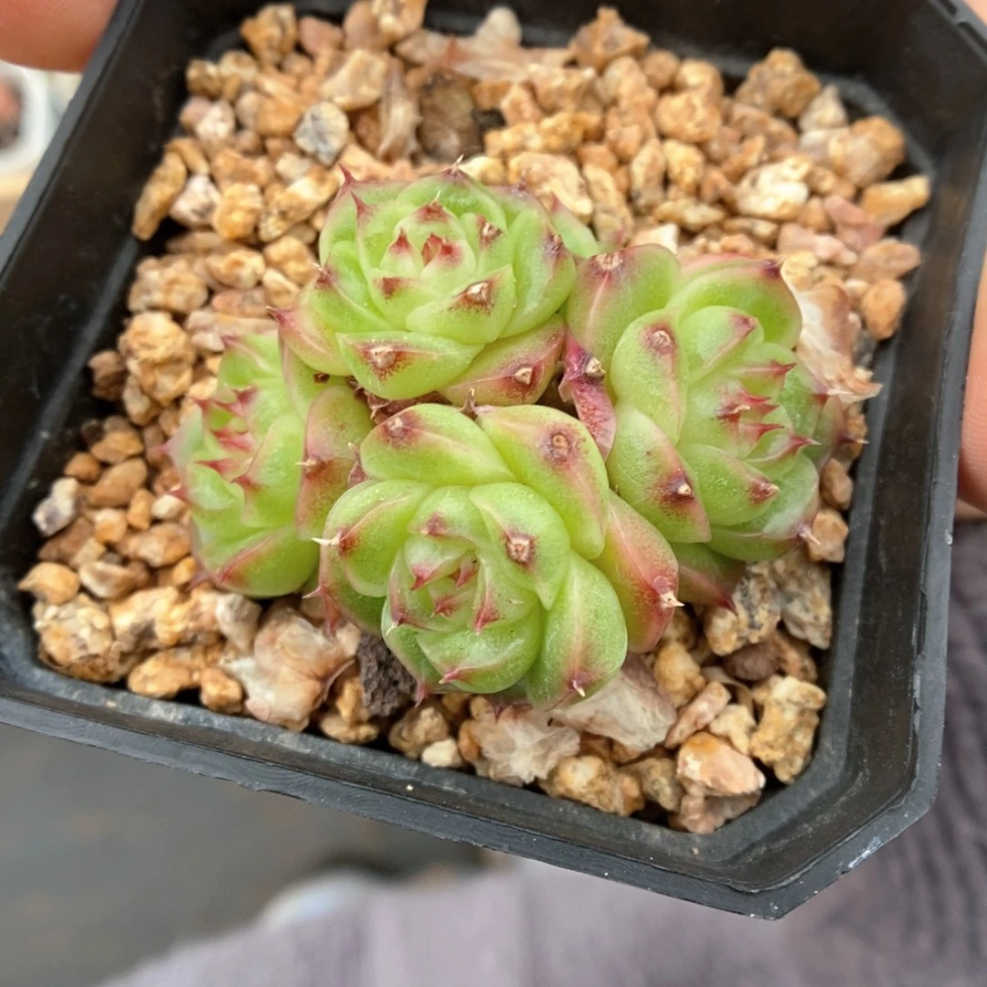 油透珍妮麦秆732号