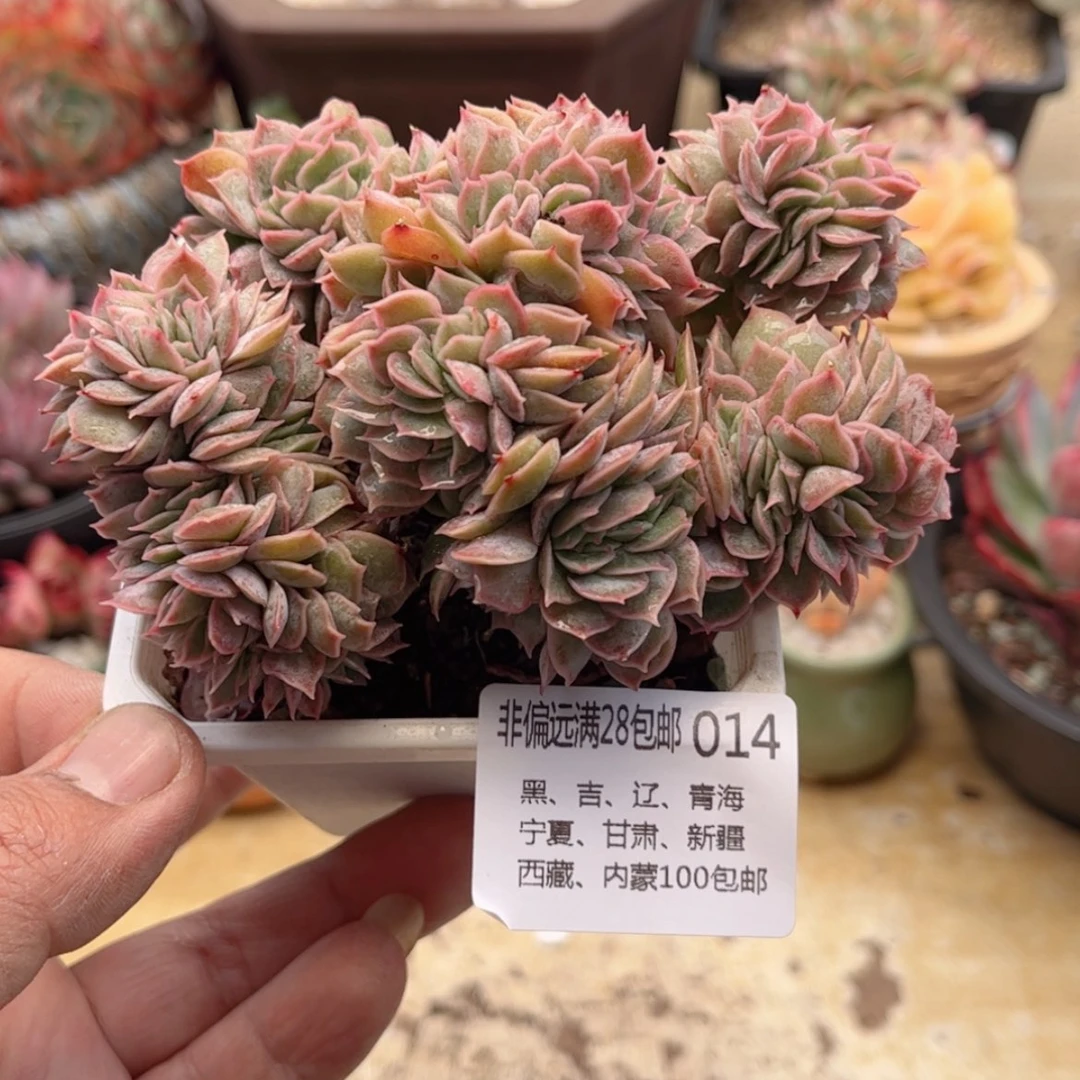 【闪购商品】014昂斯诺缀