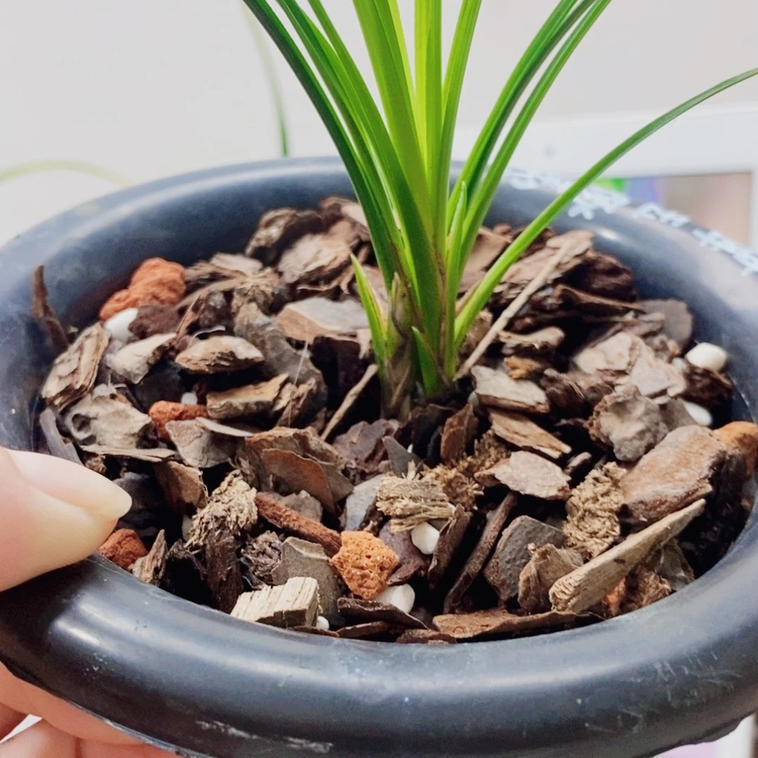 延***迟当前无花栽培后可以开花
