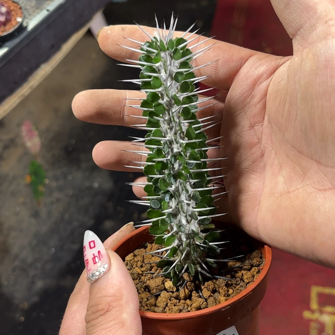 杨*头11478一物一拍单头发货