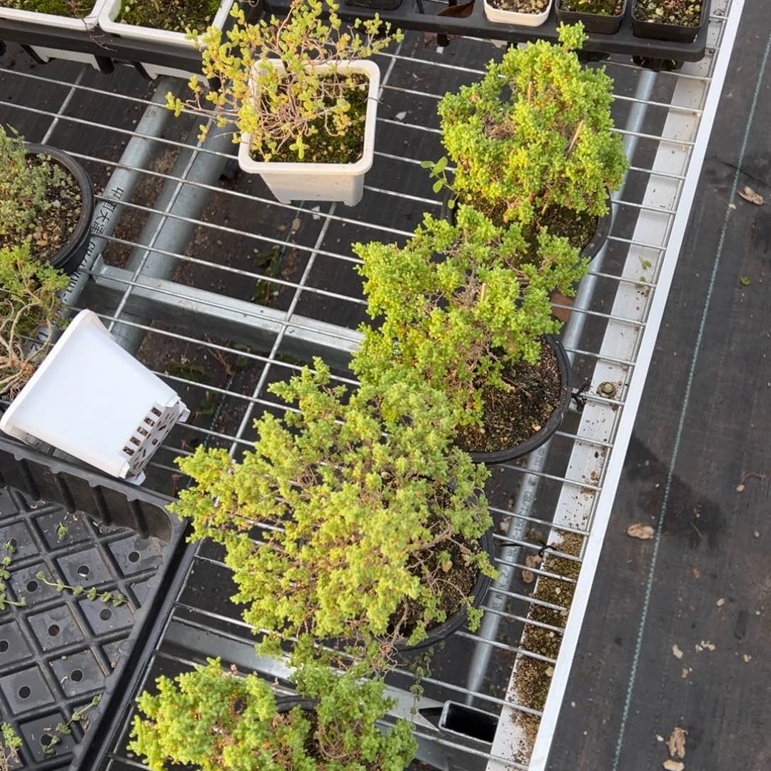 小小米120杯老桩福利