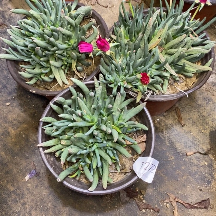 3盆多肉断头不包1272