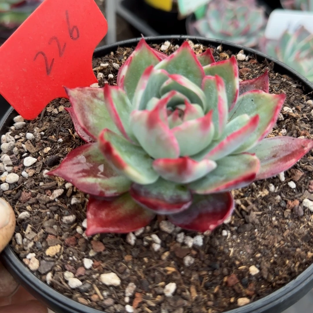 惊鸿一物一拍包装收缩花旱226