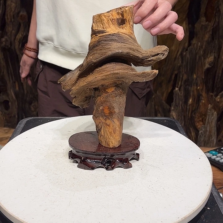 松木（琥珀木）洪*齐琥珀