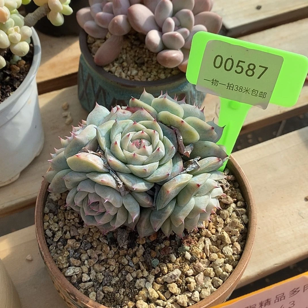 587v目前容我哦哦哦哦哦