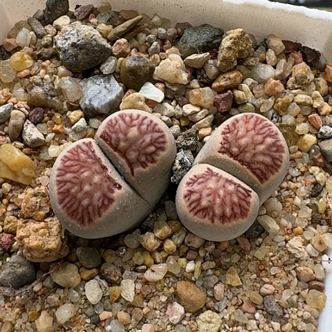 3041，菊红窗菊花纹母本带盆土发货