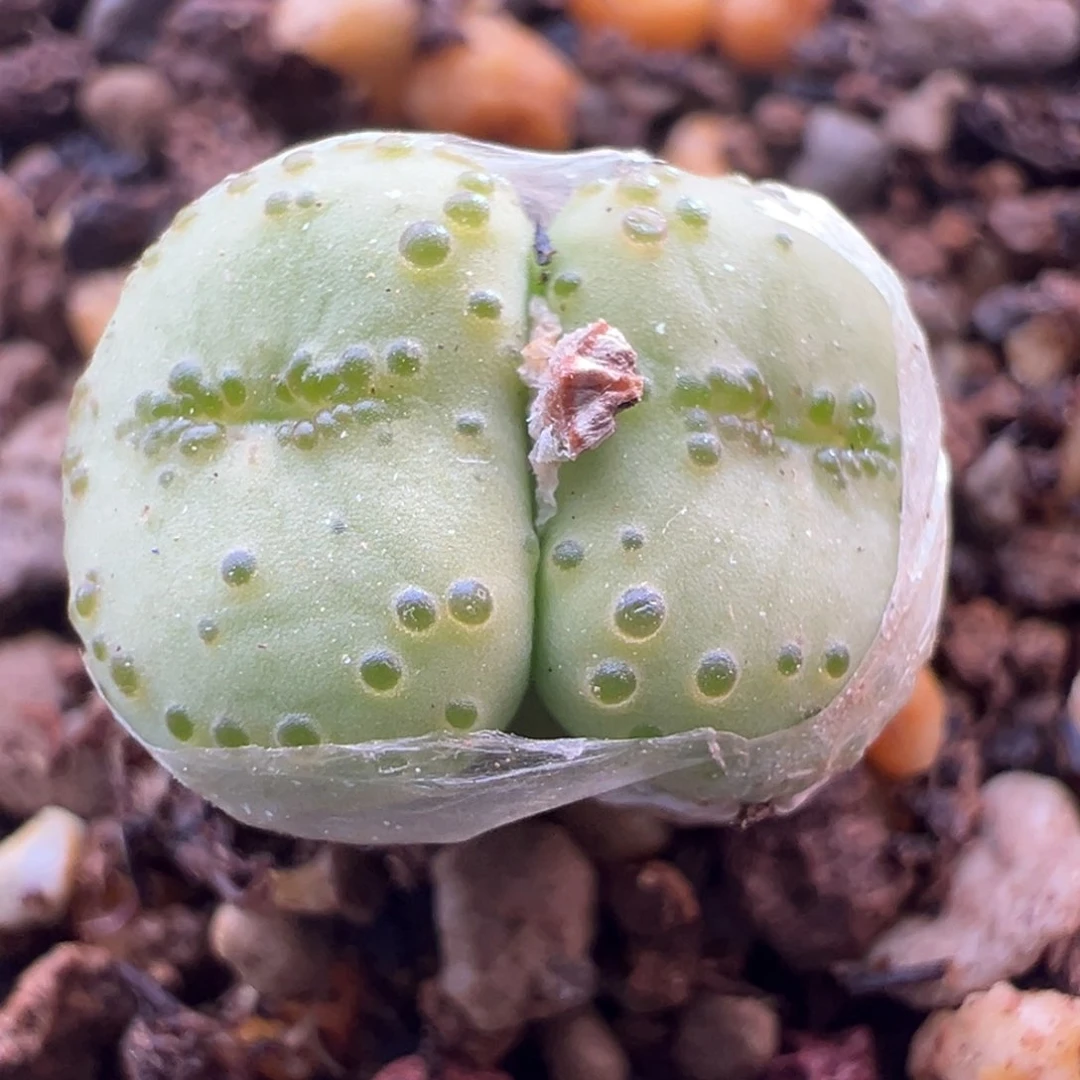 755优选火龙果安贞双头